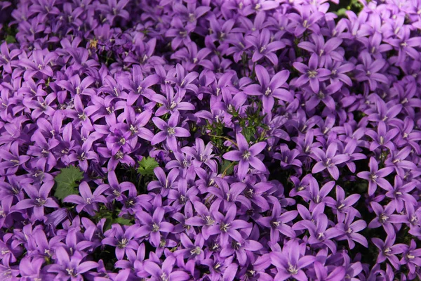 Campo di viola blu bella campanula di nome Campanula da vicino. Primavera a Keukenhof giardino fiorito — Foto Stock