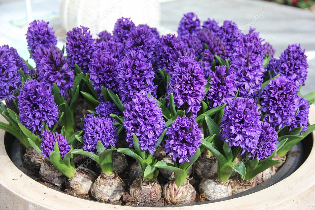Flower bed with viloet blue hyacinth in round big pot close up. Spring time in Keukenhof flower garden