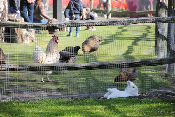 Şirin kabarık beyaz küçük tavşan küçük hayvanat bahçesi arkasından. Bahar zaman Keukenhof Çiçek Bahçesi, Hollanda