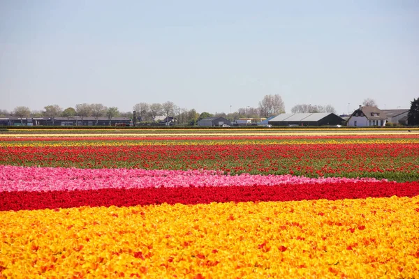 Infinito campo colorato a strisce di giallo, rosso e rosa bei tulipani. Primavera a Keukenhof giardino fiorito — Foto Stock