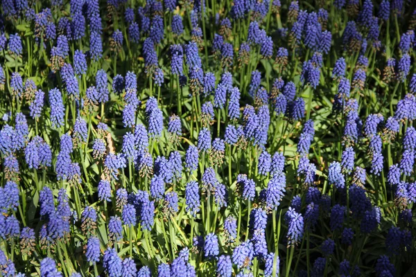 Pole červených a bílých nádherných tusků zblízka. Jarní doba v Keukenhof květinová zahrada, Nizozemsko — Stock fotografie