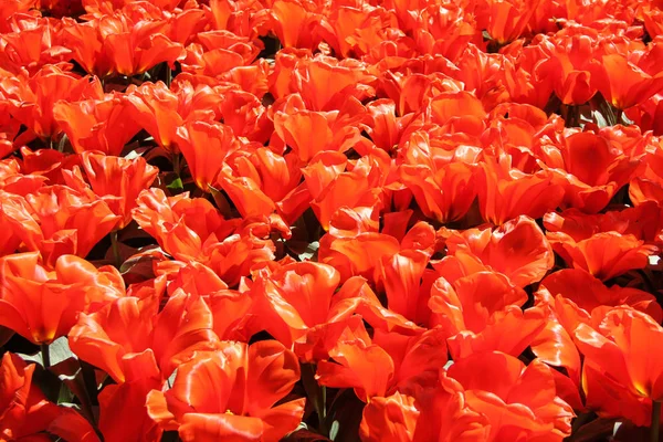 Campo de tulipas bonitas vermelhas fechar. Hora da primavera em Keukenhof flower garden, Países Baixos — Fotografia de Stock