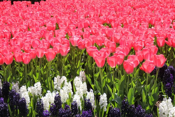 Campo di rosa bei tulipani da vicino. Primavera a Keukenhof giardino fiorito, Paesi Bassi — Foto Stock