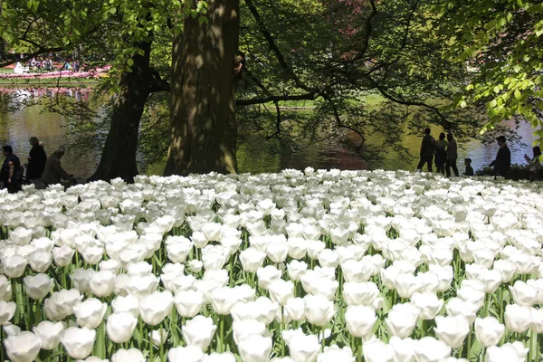 Campo di bei tulipani bianchi da vicino. Primavera a Keukenhof giardino fiorito, Paesi Bassi — Foto Stock