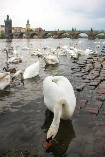 Çek Cumhuriyeti, Prag 'daki Charles Köprüsü' nün yanındaki Vltava nehrinde beyaz kuğular. Turizm cazibesi