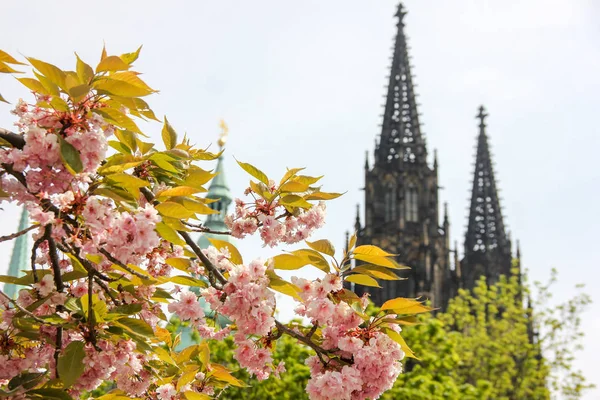 St. Vitus Katedrali'nin Gotik kuleleri, bahar çiçekleri ile dalmış
