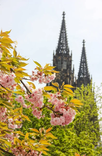 Gotyckie wieże katedry św Vitus, zanurzone w wiosennych kwiatach — Zdjęcie stockowe