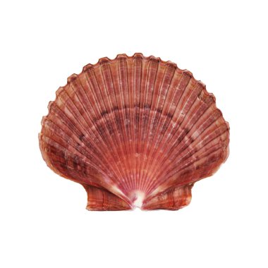 Atlantik Derin Deniz Kabuğu Kırpma yolu beyaz üzerine