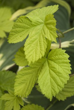 Sarı yeşil samimi görünümünü Alacalı Hostas, Vandusen Botanik Bahçesi, Vancouver, British Columbia, Kanada arasında büyüyen bir tırmanma bitkinin yaprakları