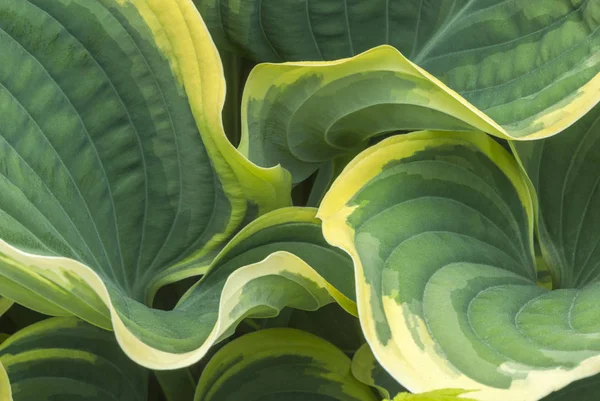 Интимный Вид Зеленый Желтый Variegated Hosta Листья Мае Vandusen Botanical — стоковое фото