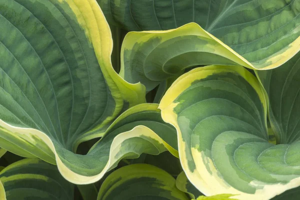 Uma Vista Íntima Verde Amarelo Variegated Hosta Sai Maio Vandusen — Fotografia de Stock