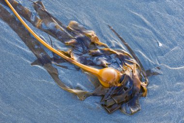 Bull kelp washed ashore. Vancouver Island, British Columbia, Canada. clipart