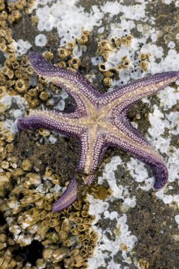 Mor Sea Star, Pisaster ochraceus, Gabriola Adası, British Columbia, Kanada