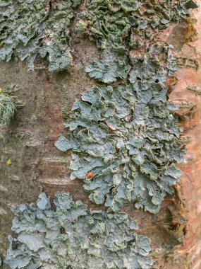 Ağaç kabuğu Aspen Park Orman, Kanada üzerinde büyüyen foliose türü liken.