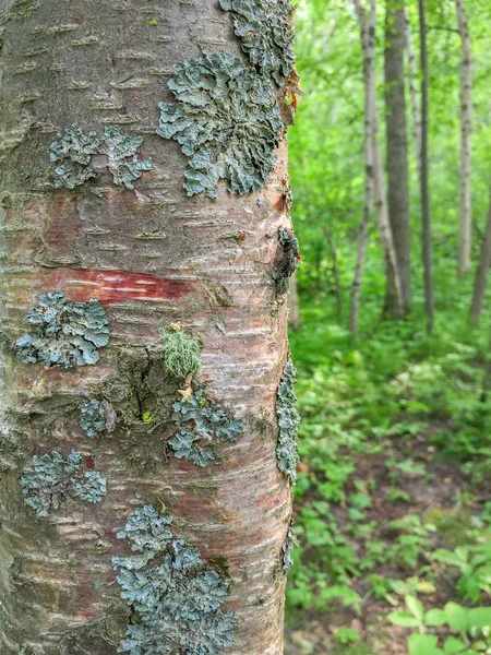 Foliose τύπος λειχήνα αυξάνεται στο φλοιό των δέντρων στο δάσος Aspen Parkland, Καναδάς. — Φωτογραφία Αρχείου