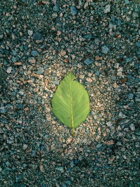 Simple green leaf on ground spotlit by the sun.