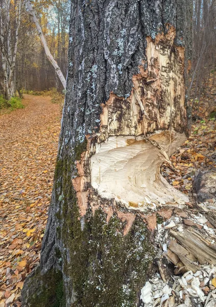 Κορμό δέντρου μερικώς Μάσησα μέσω από κάστορες, Αλμπέρτα, Καναδάς. — Φωτογραφία Αρχείου