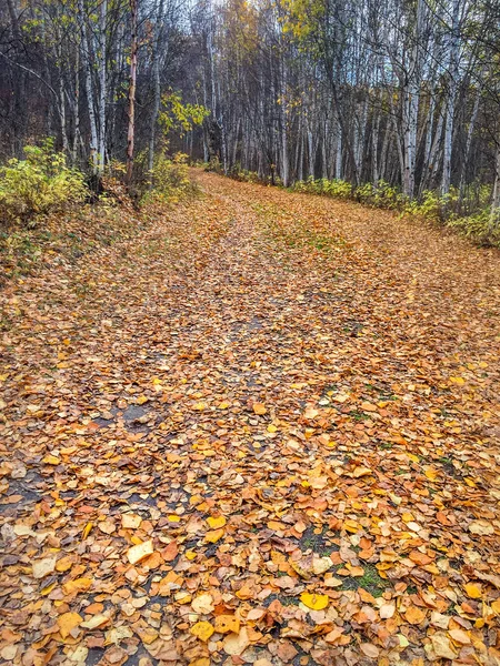 Feuilles d'automne tapis sentier forestier sinueux, Alberta, Canada . — Photo