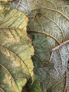 Bahçe Gunnera çürüyen yaprakları kış frost.
