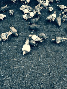 Zemin üzerinde şehir parke taşı üstünde tepe-in besleme besleme güvercinler.