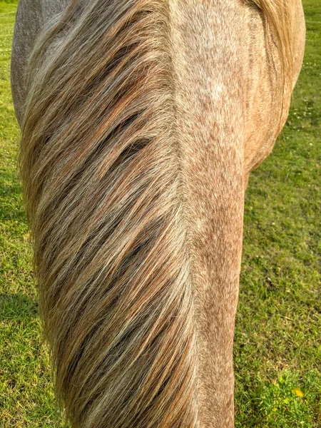 Vista frontal de crina de cavalo revestida roana, com pasto em fundo — Fotografia de Stock