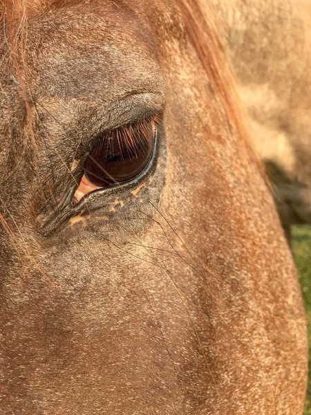 ローンアンテ着色された馬の茶色の目の 4 分の 3 正面を閉じる. — ストック写真