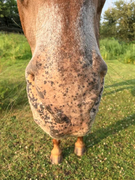 Vista frontal de nariz de caballo, fosas nasales y bozal . —  Fotos de Stock