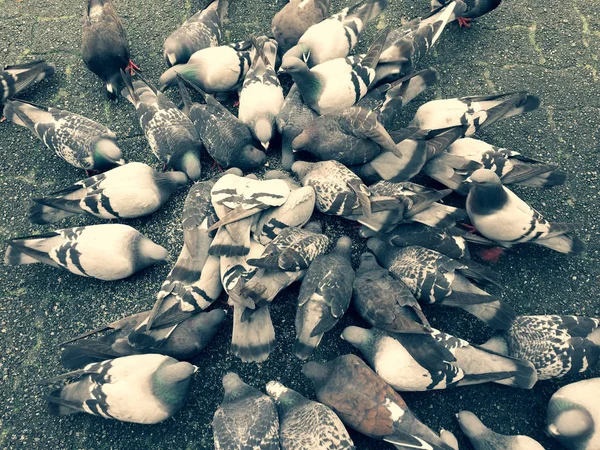 Pombo alimentando frenesi enquanto come semente de pássaro em pedra de pavimentação cinza — Fotografia de Stock