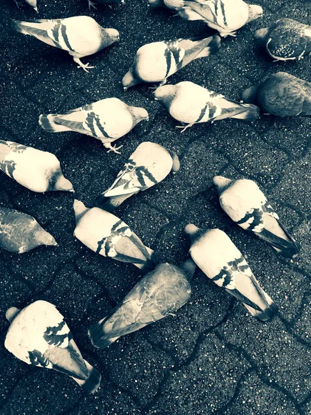 Galambok táplálkozó földi etetése keresztül tetején város Térburkolatok. — Stock Fotó