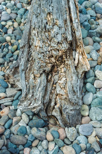 Strand-kiezels en drijfhout log, British Columbia, Canada. — Stockfoto