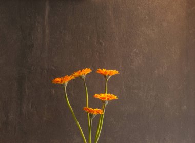 Dokulu gri duvar karşı izole beş Gerbera çiçekleri.