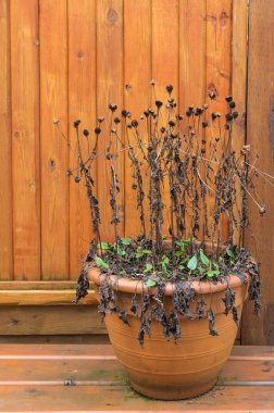 İhmal edilen Black Eyed Susan, Rudbeckia bitki, overwinter yaptı 
