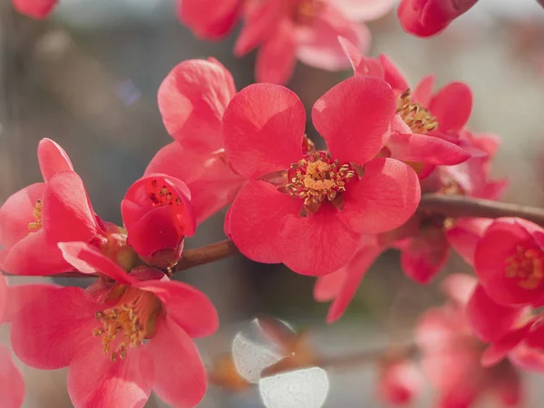 Hermosa flor rosa soleada Quince florece en la primavera . — Foto de Stock