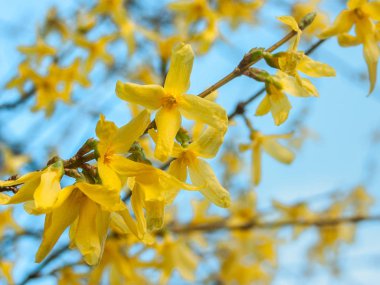 Taze çiçek sarı bahar hor çiçeği çiçek, detay güneşli mavi gökyüzü karşı.