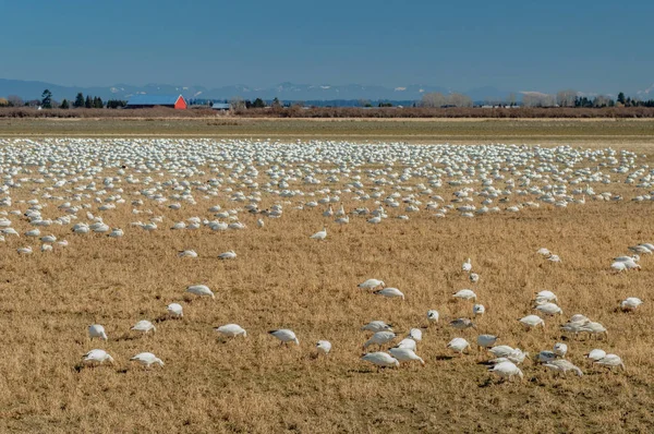 Gansos de nieve de invierno, Chen caerulescens, alimentación y descanso en el campo agrícola, Brunswick Point, BC, Canadá . —  Fotos de Stock