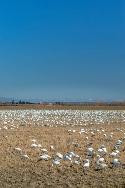 Überwinterung kleiner Schneegänse, chen caerulescens, Fütterung und Rast auf dem Feld, Brunswick point, bc, canada. — Stockfoto