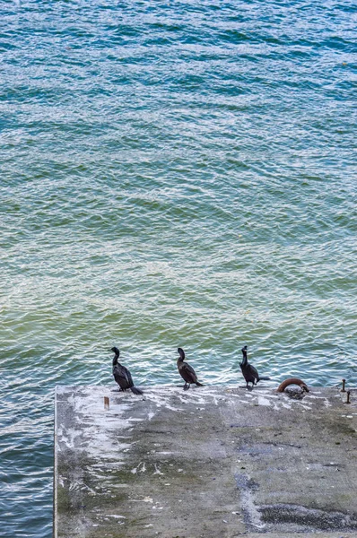 Три баклана, Phalacrocorax sp, восстановление на бетонной опоре, Coal Harbour, Ванкувер, Британская Колумбия . — стоковое фото