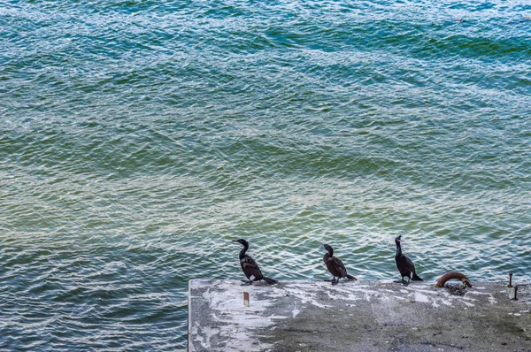 Three Cormorants, Phalacrocorax sp, resting on concrete support, Coal Harbour, Vancouver, British Columbia. — Stock Photo, Image