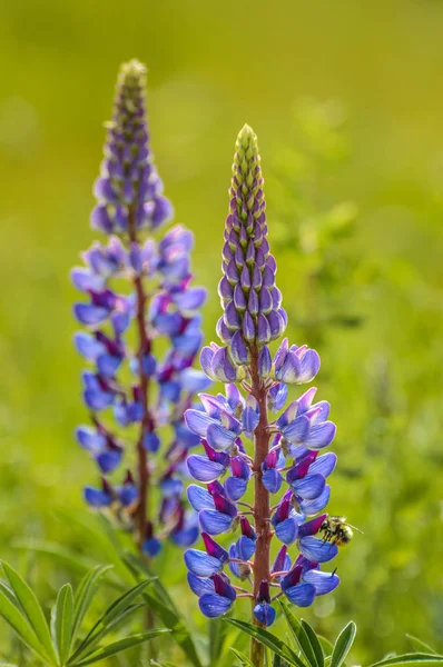 紫色的卢皮林花和大黄蜂，在绿色的田野里，在温暖朦胧的晨光下背靠. — 图库照片