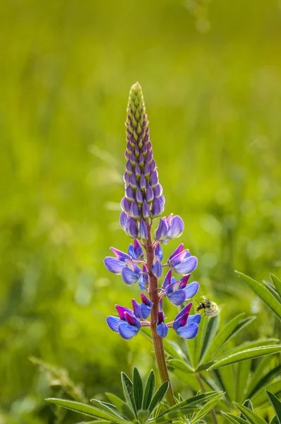 Purple Lupin flor e Bumble Bee, no campo verde, backit pela luz solar quente e nebulosa da manhã . — Fotografia de Stock