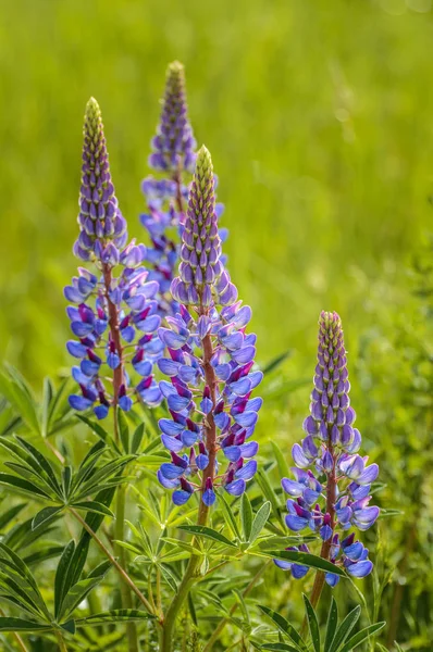 Purple Lupin flowers, Lupinus arcticus, in green field, backit by warm hazy morning springtime sunlight. — Stock Photo, Image