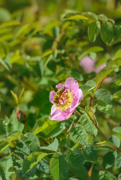 ミツバチは蜜を収集し、野生のピンクのヌートカローズ、ローザナツカナ、フラワーブッシュ、ブリティッシュコロンビア州、カナダを受粉. — ストック写真
