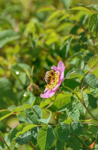 ミツバチは蜜を収集し、野生のピンクのヌートカローズ、ローザナツカナ、フラワーブッシュ、ブリティッシュコロンビア州、カナダを受粉. — ストック写真