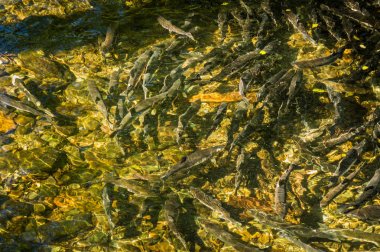 Düşük su seviyelerinde Chinook Somonyumurtlama, Ketchikan Creek, Alaska, Abd.