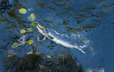 Yumurtlama mevsiminde Ölü Chinook Somon, Ketchikan Creek, Ketchikan, Alaska.