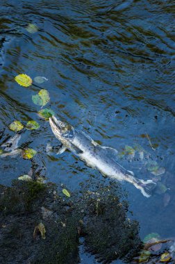 Yumurtlama mevsiminde Ölü Chinook Somon, Ketchikan Creek, Ketchikan, Alaska.