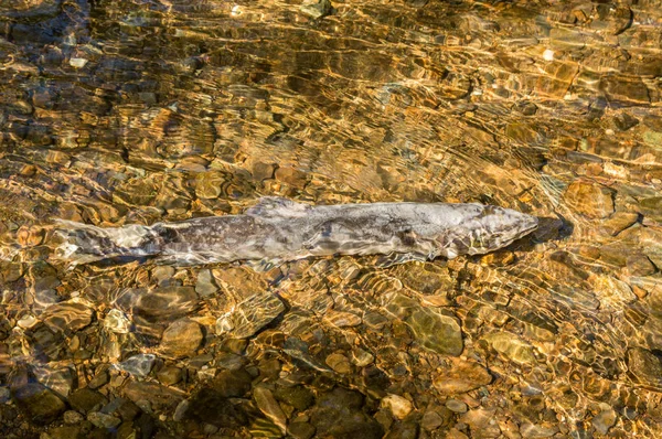 Dying Chinook Salmon during spawning season, Ketchikan Creek, Ketchikan, Alaska.