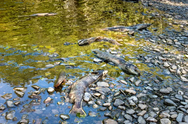 产卵季节的死奇努克鲑鱼，凯奇坎溪，凯奇坎，阿拉斯加. — 图库照片