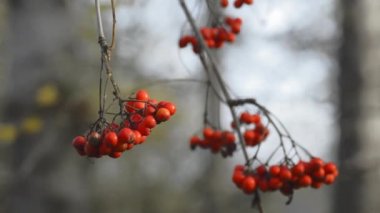 Dağ Kül ağacının asılı kırmızı meyveleri, geç sonbahar ormanlık, rüzgarda sallanan.