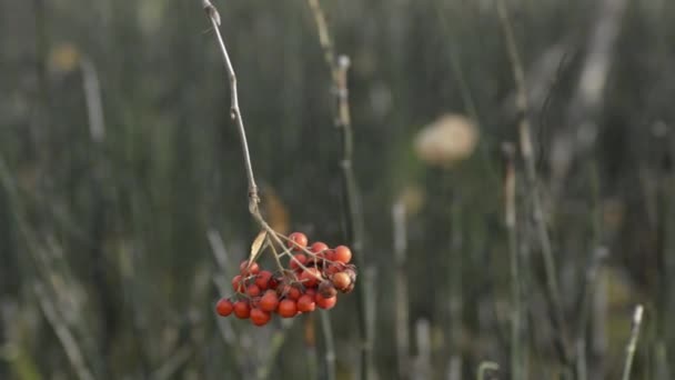 Hängende rote Beeren der Eberesche, spätherbstlicher Wald, im Wind schwankend. — Stockvideo